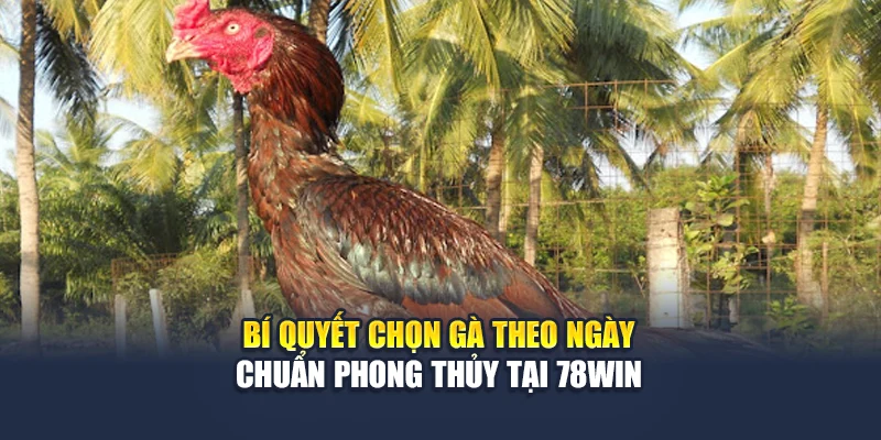 Bí Quyết Chọn Gà Theo Ngày Chuẩn Phong Thủy Tại 78WIN 4 Bí Quyết Chọn Gà Theo Ngày Chuẩn Phong Thủy Tại 78WIN