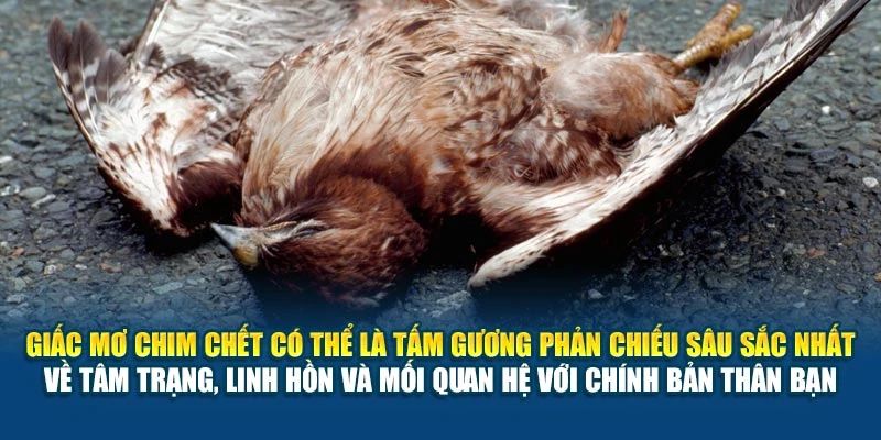 Giấc mơ chim chết có thể là tấm gương phản chiếu sâu sắc nhất về tâm trạng, linh hồn và mối quan hệ với chính bản thân bạn