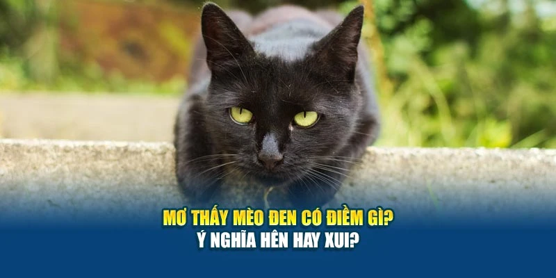 Mơ Thấy Mèo Đen Có Điềm Gì? Ý Nghĩa Hên Hay Xui? 4 Mơ Thấy Mèo Đen Có Điềm Gì? Ý Nghĩa Hên Hay Xui?